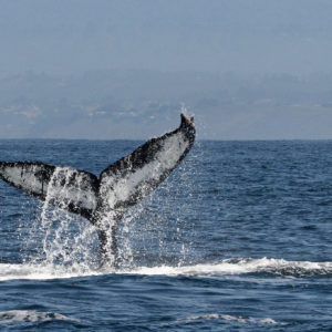 Where to Whale Watch in Orange County