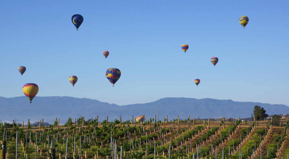 hot air balloons over the vineyard