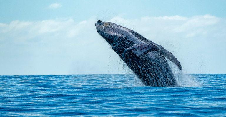grey whale breaching