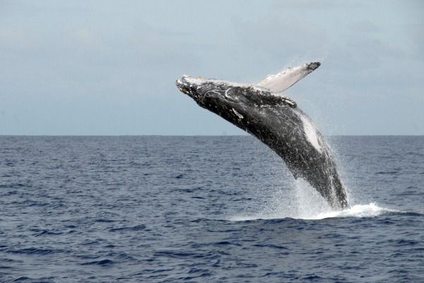 whale breaching out of the ocean