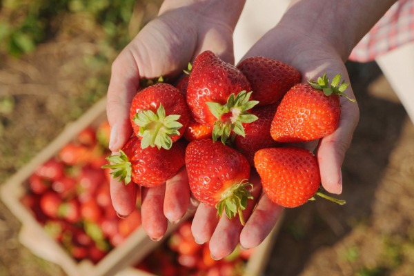 strawberry festival near san clemente